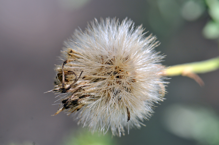 Tansyleaf Tansyaster has a puff-ball fruit head similar to a Dandelion. The heads are called cypsela’s; previously the were called achenes. Machaeranthera tanacetifolia